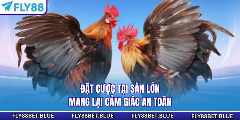 Đặt cược tại sàn lớn mang lại cảm giác an toàn