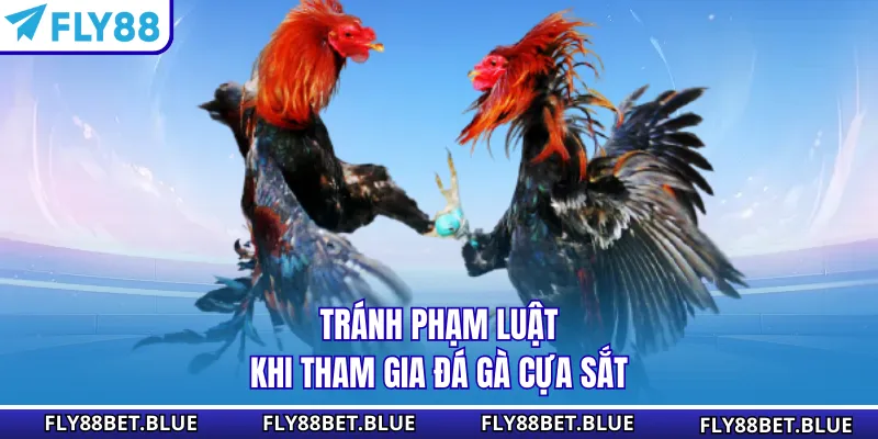 Tránh phạm luật khi tham gia đá gà cựa sắt